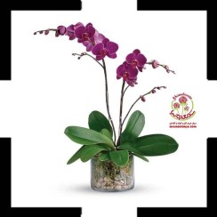 تصویر خرید ارکیده بنفش دو شاخه در گلدان شیشه‌ای | گل خاص آپارتمانی با شکوفه‌های لوکس و ماندگار 