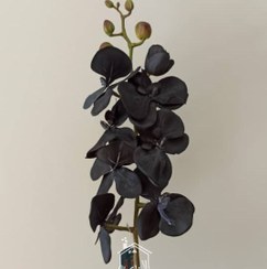 تصویر شاخه گل ارکیده سیاه 8 گل 16015 