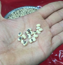 تصویر لوبیا جشم بلبلی 