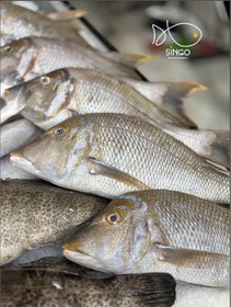 تصویر ماهی شعری(شهری) 