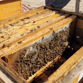 تصویر عسل کنار کوهی - 1000 گرم 