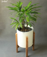 تصویر لیدی پالم با گلدان پلیمری پایه‌دار 