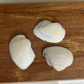 تصویر صدف کد 2 