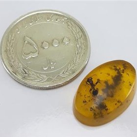 تصویر نگین کهربا مورچه دار 