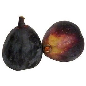 تصویر انجیر سیاه 