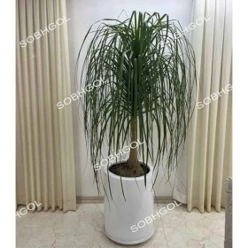 تصویر گلدان لیندا L20 