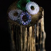 تصویر ماساژور انگشت سوجوک 