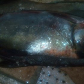 تصویر ماهی آزاد 