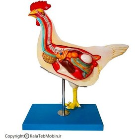 تصویر مولاژ آموزشی مرغ 