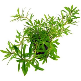 تصویر گیاه آبزی آکواریوم پلنت پوگستمون اکتاپوس Pogostemon quadrifolius (پک 4 شاخه) 