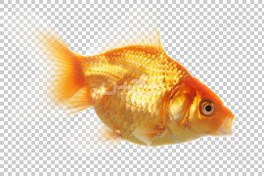 تصویر تصویر بدون زمینه ماهی قرمز عید 