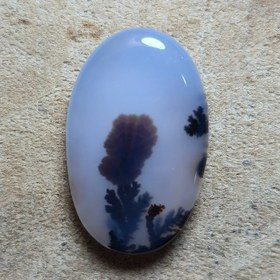 تصویر شجر قائن زیبا تک درخت 