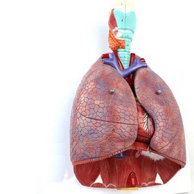 تصویر مدل دستگاه تنفس 