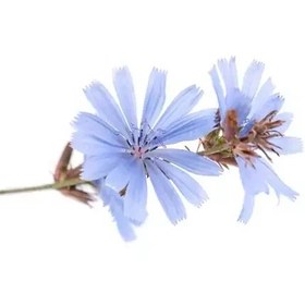 تصویر بذر کاسنی 10 گرمی 