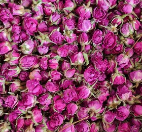 تصویر غنچه گل محمدی معمولی 