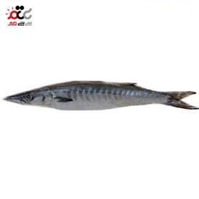 تصویر ماهی چنگو دم سیاه تازه ۱ کیلوگرم 