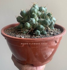 تصویر تفرو کاکتوس پنتلندی رزیانوس Tephrocactus - pentlandii - v. rossianus