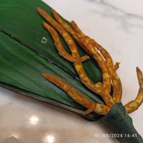 تصویر برگ و ریشه ارکیده 16106 