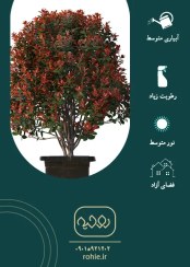 تصویر فوتونیا - گـلـفـروشی آنـلایـن روحـیـه 