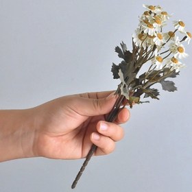 تصویر گل بابونه 