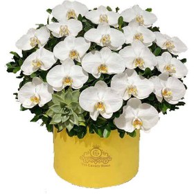 تصویر جعبه گل ارکیده 