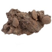 تصویر فسیل کمیاب نوموليت تجمعی با قدمت چند میلیون ساله کد 2 