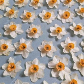 تصویر گل نرگس پک ۵ عددی 