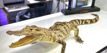 تصویر کروکدیل واقعی اورجینال (تاکسیدرمی) 