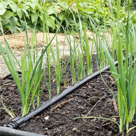 تصویر بذر تره 10، 100 و 500 گرمی