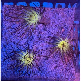 تصویر شقایق فلیم 