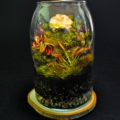 تصویر تراریوم گیاه حشره خوار مدل اقتصادی 