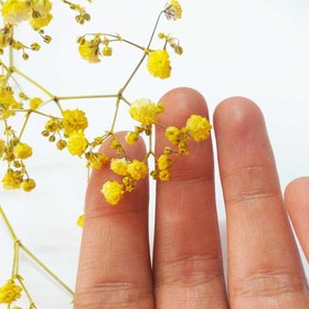 تصویر گل خشک ژیپسوفیلا بسته 40 عددی 