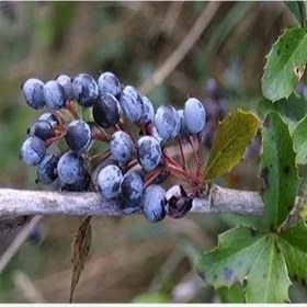تصویر بذر زرشک سیاه 10 عددی 