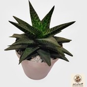 تصویر گیاه طبیعی آلوئه واریگاتا کد 20 | کد: ZNB-4VK 