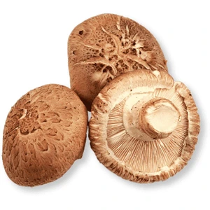 تصویر فروشگاه قارچ گانودرما