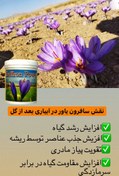 تصویر سافرون پاور قوی ترین و موثرترین کود در افزایش گلدهی زعفران 