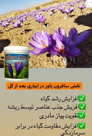 تصویر سافرون پاور قوی ترین و موثرترین کود در افزایش گلدهی زعفران 