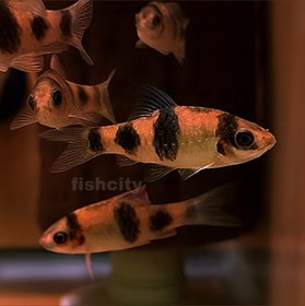 تصویر بارب ملون 