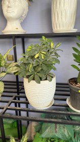 تصویر شفلرا ابلق (Schefflera arboricola variegata) 