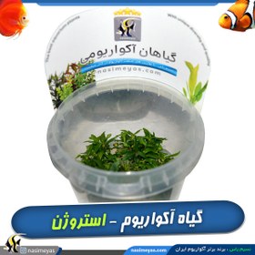 تصویر گیاه استروژن ریپنس آکواریوم گیاهی کد ۶۰۸ Aquarium Plant strogen Ripens