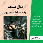 تصویر نهال سنجد حاج حسینی ۴ عدد 