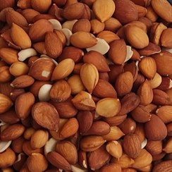 تصویر مغز هسته زردآلو مرطوب شور 1000گرمی تازه 