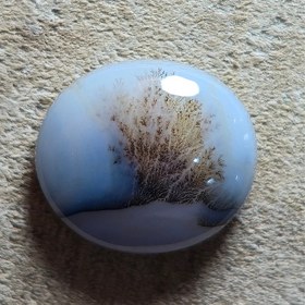 تصویر شجر قائن زیبا خاص 