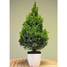 تصویر نهال کاج 