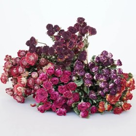 تصویر گل خشک رز مینیاتوری 