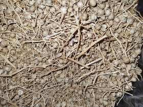 تصویر اسفند نخودی (اسپند)(غوزه) - ۱۰ گرم Peganum harmala with bark