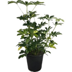 تصویر شفلرا ابلق 