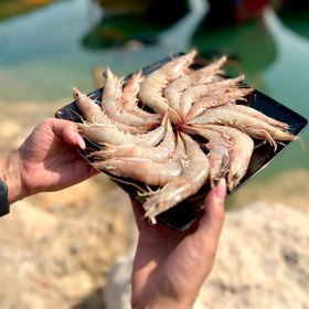 تصویر میگو صورتی - شاه میگو Shrimp