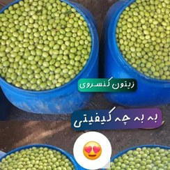 تصویر زیتون کنسروی و شکسته طارم 