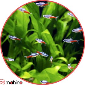 تصویر ماهی تترا نئون آبی 